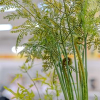 Kunstpflanze Farn-Busch Flora Kunstblume Dekoration Hti-Living
