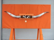 MOUNTED STEER HORNS 7' 4" tip to tip  14 1/2 " Bases #947 COW BULL HORN LONGHORN