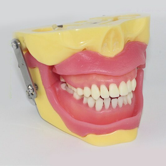 Tooth extraction practice model tooth demonstration dental