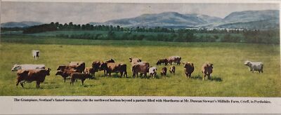 1951 Magazine Photo Shorthorn Cattle in Scotland Grampian Mountains Perthshire