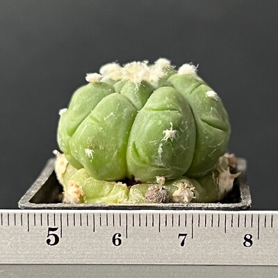 19-1198. Astrophytum ''Lizard Skin'' (Grafted seedling!)