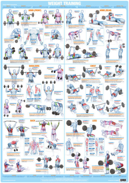 Full Bodybuilding Workout Chart