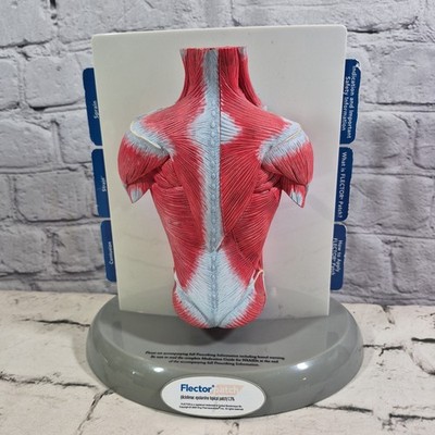 FLECTOR Patch Back Muscles Doctor 3D Display Pharma Advertising Expanding Model