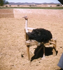 Vintage Stereo Realist Photo 3D Slide OSTRICH Hooded in Stocks 1957