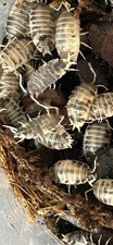15 ct Live Dairy Cow Isopods Porcellio Laevis - Bioactive Enclosures / Feeders
