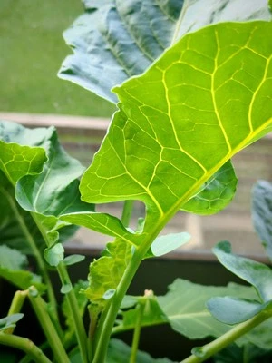 HUNDREDFOLD Perennial Kale 20 Vegetable Seeds Brassica oleracea var. ramosa, Open-pollinated