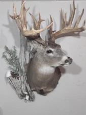 Beautiful Whitetail Deer Taxidermy Shoulder Mount For Sale