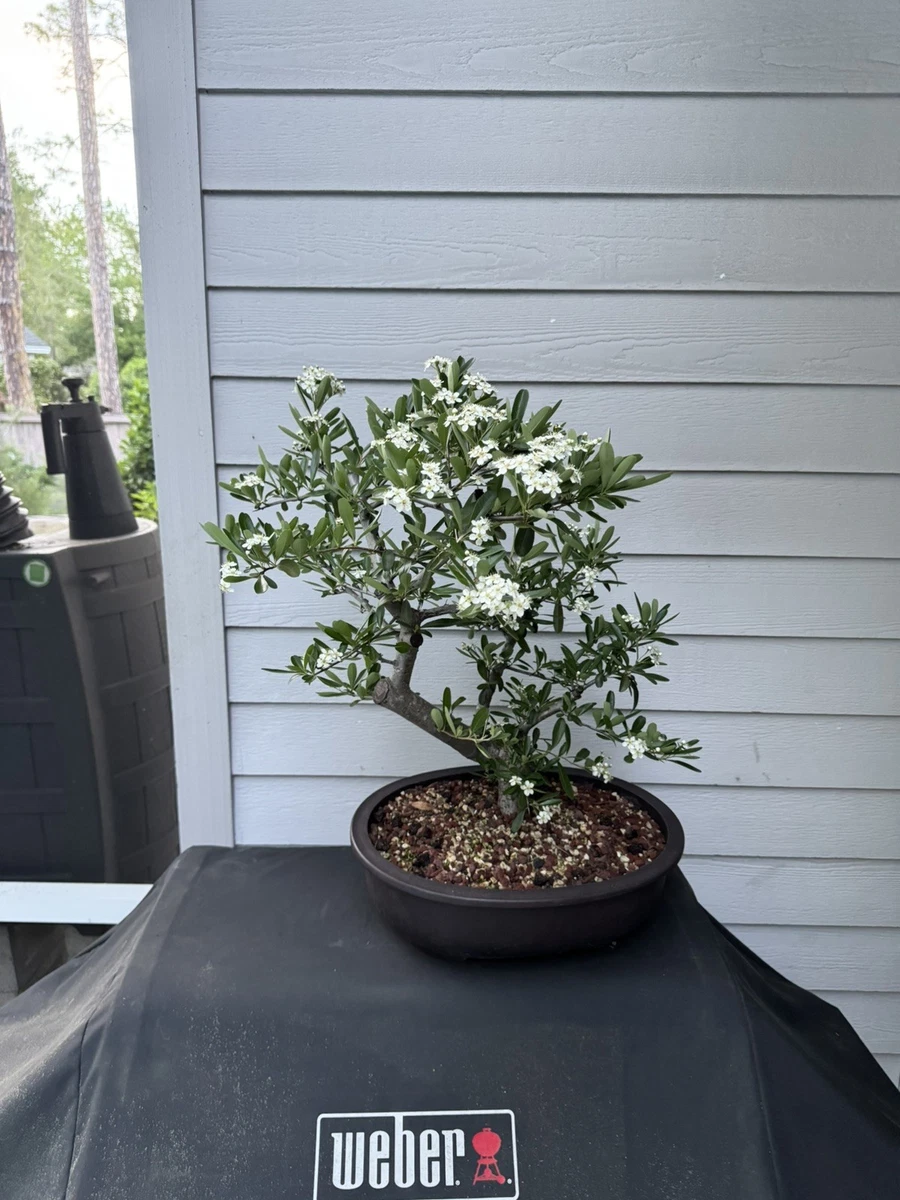 Pre-Bonsai Trees for sale - eBay