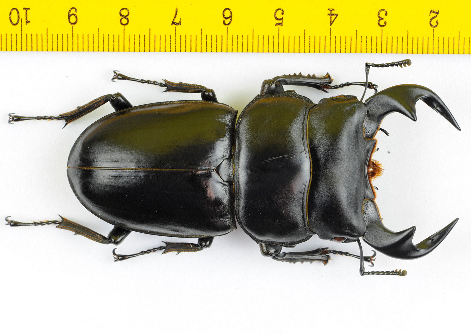 LUCANIDAE - Stag Beetle - Dorcus antaeus (75mm) - THAILAND - 9071 | eBay