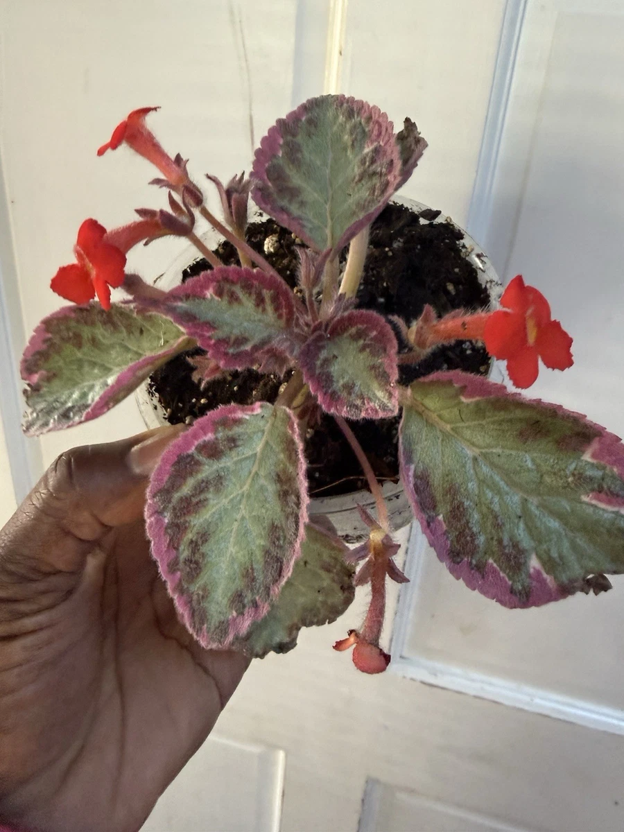 Episcia Houseplants for sale - eBay