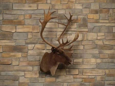 Taxidermy Caribou Shoulder Mount