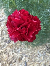 Fern Leaf Double Peony tubers Red Mothers Day Flower