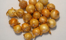 20 Oignons/bulbilles de semence BIO  jaune variété Paille des Vertus