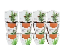 Seeds Radiant Collection Grow Kits, 12-Pack Mini Terracotta Pots with Aloe, C...