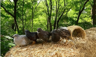 12+ Button Quail Hatching Eggs Rare Exotic Colors