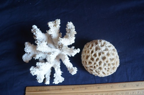 Dry Coral - Natural Coral - unique 2 pc lot Branch Brain Lot E - Picture 4 of 5