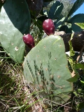 Prickly pear cactus 'Tuna roja' Opuntia Ficus-Indica South Texas Nopal