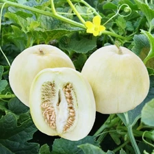 Bai Mibao Asian Melon Seeds - For 2025 Planting White Thin-Wall Muskmelon