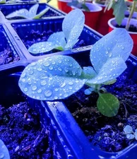 1,000 Organic Tobacco Seeds - Mix Of Cigar/Pipe Tobacco Varieties 