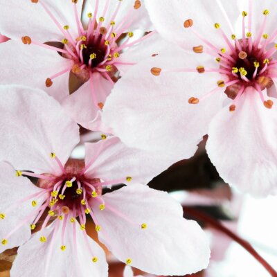 Eurographics DG-DT 20066 Deco Glass 50x50, Blooming Sakura, NEU/OVP