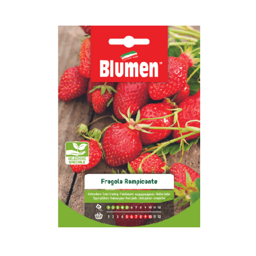 Semi per Ortaggi Fragola Rampicante Blumen