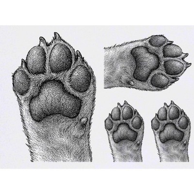4 x ''Hundepfote'' Temporäre Tattoos / Transfers (TO00102178)