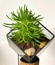 One 4" CLIPPING Lemon Bean Bush Succulent Senecio barbertonicus Plant