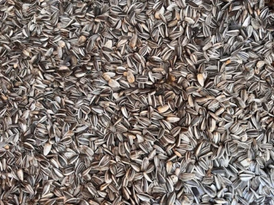 HEINRICHS AGRAR Deutsche Gestreifte Sonnenblumenkerne 20 kg Vogelfutter Ganzjährig Papiersack