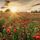 3000 Red Poppy / Red Corn Poppy Seeds (Papaver rhoeas) - Garden Flowers Seeds
