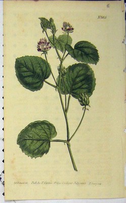 Alter antiker Druck 1803 handkoloriert Blume Edwards Curtis Sansom N.665 19.