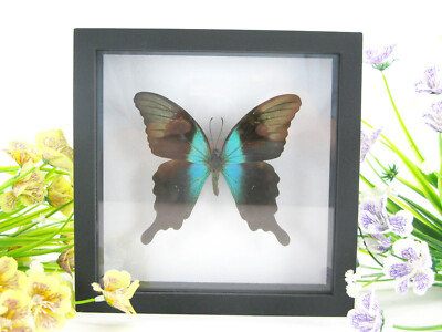Peranthus Green - Real Butterfly, Prepared in a 3D Displaycase - Museum Quality