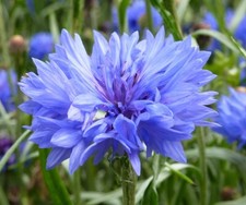 Cornflower Blue British Wild Flower seeds Native 600 Seeds to 1kg bulk order UK