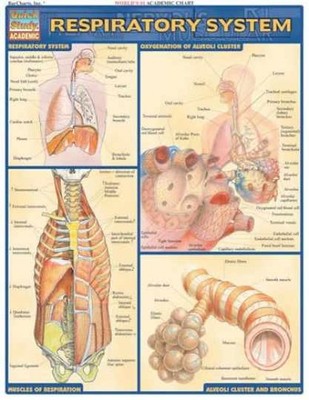Respiratory System (Quick Study: - Pamphlet, by BarCharts Inc. - Very Good