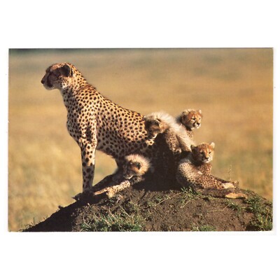 AK Afrikanische Wildtiere / Gepard, Cheetah mit vier Jungen (Kenia)