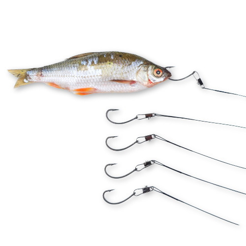 Zander Pike Dead Live Bait 5 x WIRE TRACE Fishing Dead Bait RIGS SIZE 2