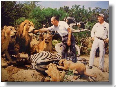 Jungle Cruise Disneyland Walt Disney Tames Lion COLOR 8x10 photograph 1960s