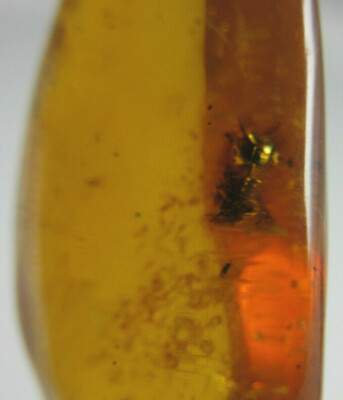 Fósil insecto en ámbar dominicano cuentas verdes auténtica piedra (2.0g) #1286