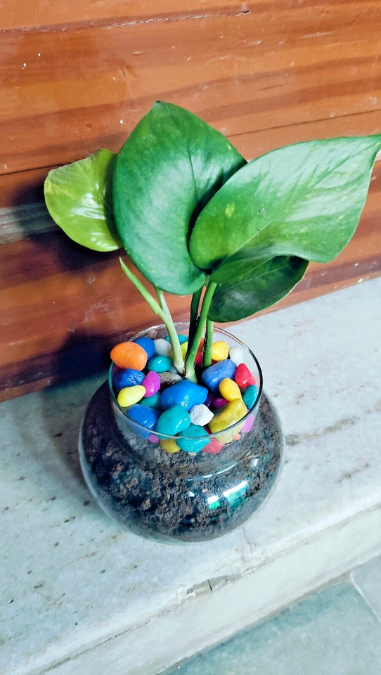 Enhance Your Space with Vibrant Multi-Colour Decor Pebbles ! Perfect for Crafts - Image 2 of 4