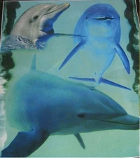 Playing Dolphins Ocean Sea Water Old Style Deluxe Polar Fleece 50"X60" Blanket