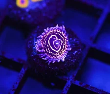 DIYreefer Live Coral WYSIWYG Aquacultured Stratosphere Zoa 1 Polyp Frag