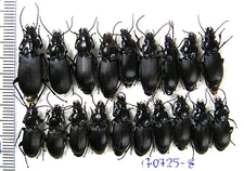 MIX Carabidae. 19 pcs. N Ukraine.