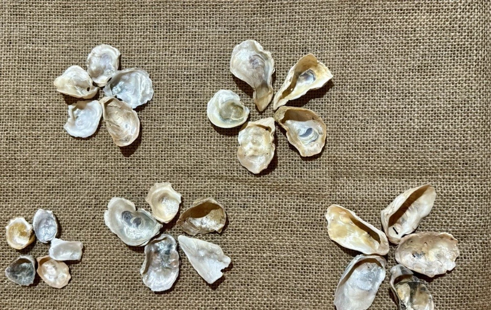 50PCS Flat Oyster Shells 1"-2.5” Small Oyster Shells for Crafts, Jewelry Grade - Image 2 of 2