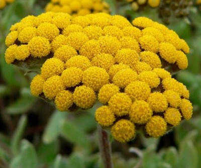 Pure Helichrysum Essential Oil 10ml Age Spots Stretch Marks