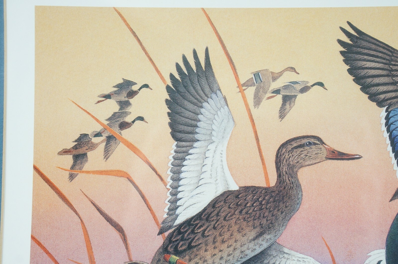 Picture 6 of 12