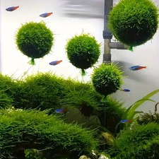 1 schwimmender Moosball / Mooskugel zum Bepflanzen