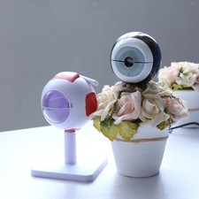 Anatomy Eye Model Eye Model Biology teaching aid with 3x magnification