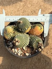 Multi_head Turbinicarpus pseudopectinatus tho...