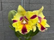 Cattleya Rlc Thaksina Candy No 2 Live Orchid Plant 2BB29