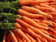 Imperator 58 Carrot Seeds, NON-GMO, Heirloom, Long Slender Carrot, FREE SHIPPING