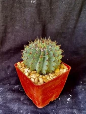 Notocactus buinningii, cactus plant